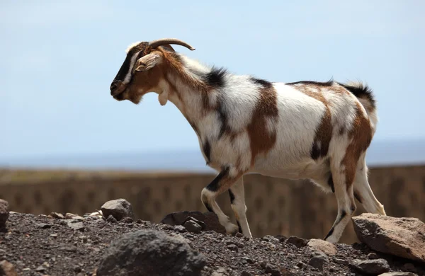 Cabra selvagem em Canary Island Fuerteventura, Espanha — Fotografia de Stock