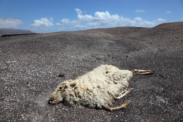 Pecora morta sdraiata sul fianco della montagna — Foto Stock