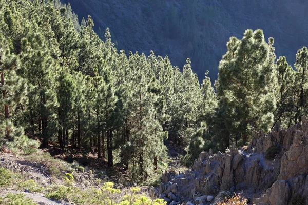 Skogen i bergen i canary ön Teneriffa, Spanien — Stockfoto