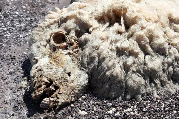 Primer plano de la cabeza de oveja muerta — Foto de Stock