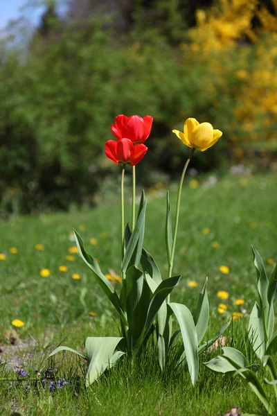 Rote und gelbe Tulpen auf der Wiese — Stockfoto