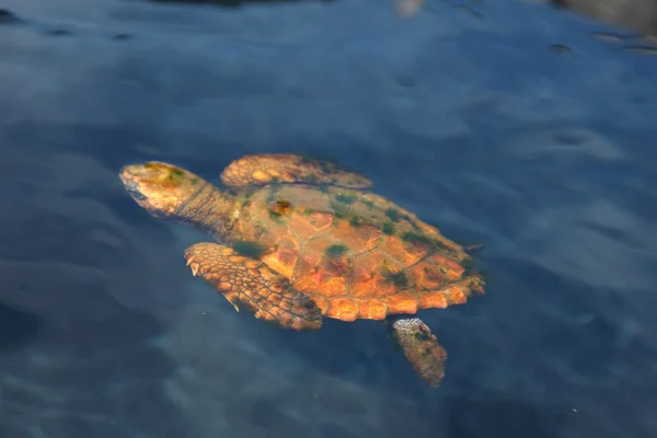 Quebrando tartaruga na água — Fotografia de Stock