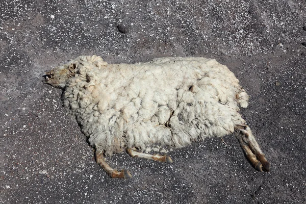 Pecora morta sdraiata sul fianco della montagna — Foto Stock