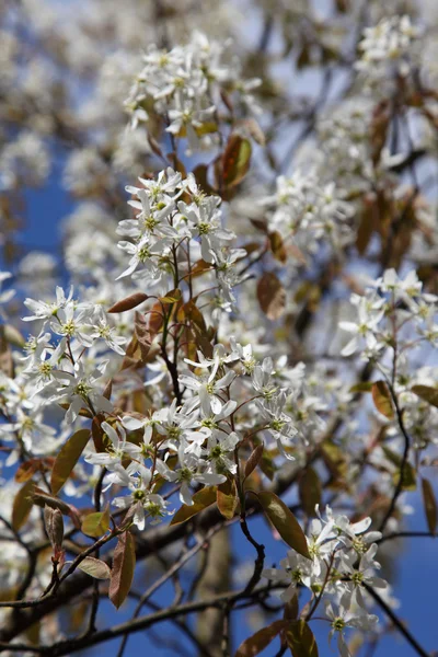 美丽的白色开花的春天的樱桃树 — 图库照片