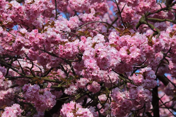 stock image Beautiful blooming cherry tree in spring