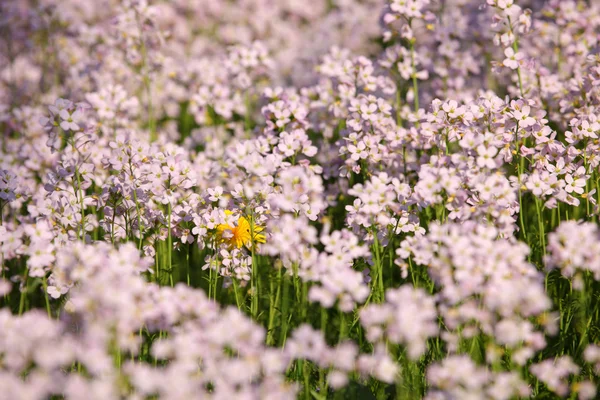 Schöne Wiese mit Kuckucksblumen im Frühling — Stockfoto