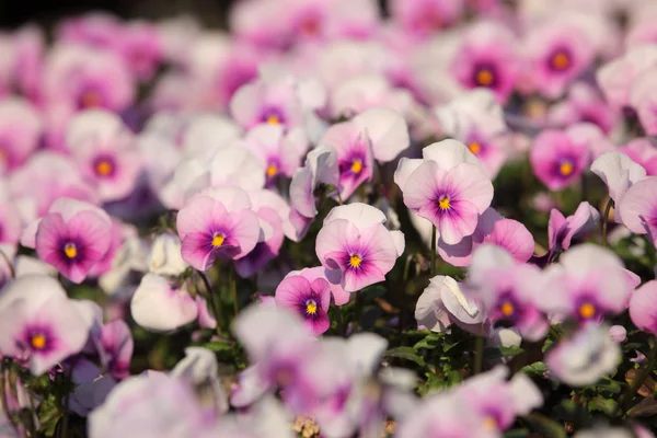 Viyola renkli üç renkli çiçekler — Stok fotoğraf