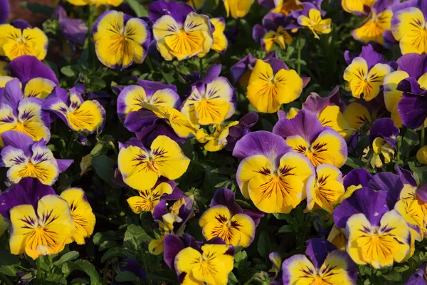 Színes viola tricolor virágok kert — Stock Fotó
