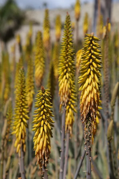 Closeup of a blooming Aloe Vera — Stock Photo, Image