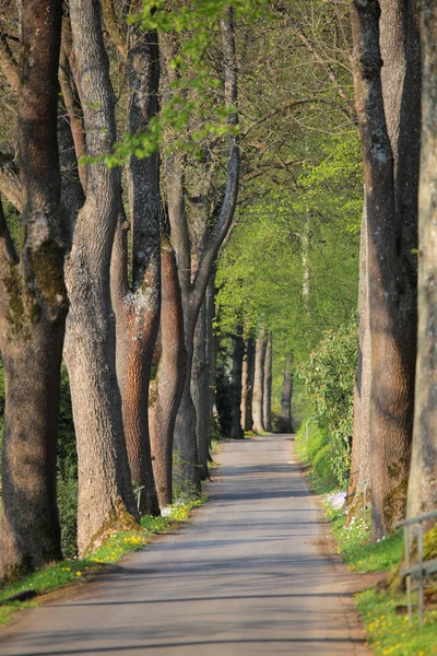 Alley with big trees in a park — Stock Photo, Image
