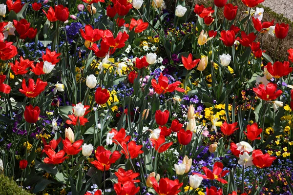 Schöne blühende lebendige Blumen im Frühling — Stockfoto