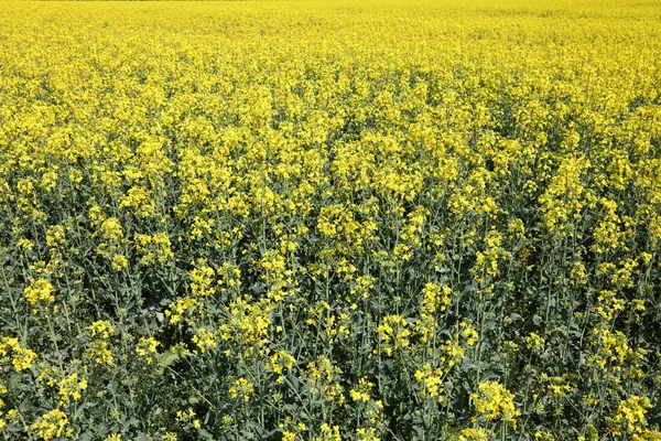 Campo de colza amarelo florescendo na primavera — Fotografia de Stock