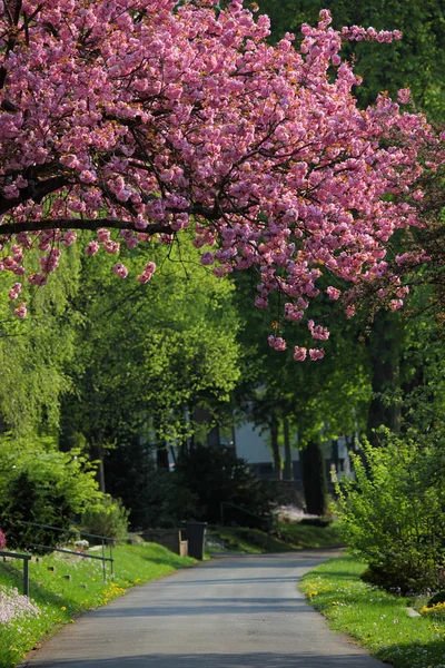 Cherry tree in city park — Stock Photo, Image