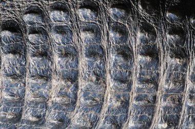 Natural alligator skin closeup clipart