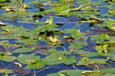 Flora in the Everglades clipart