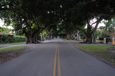 Tree lined street in Coconut Grove, Florida clipart