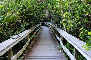 Observation Trail in the Everglades National Park, Florida USA clipart