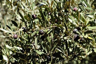 Olive tree closeup clipart