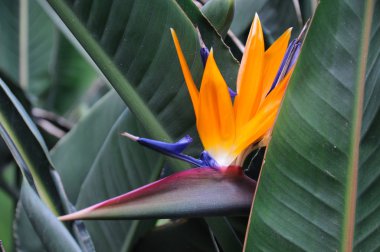 Bird of Paradise Flower or Strelitzia clipart