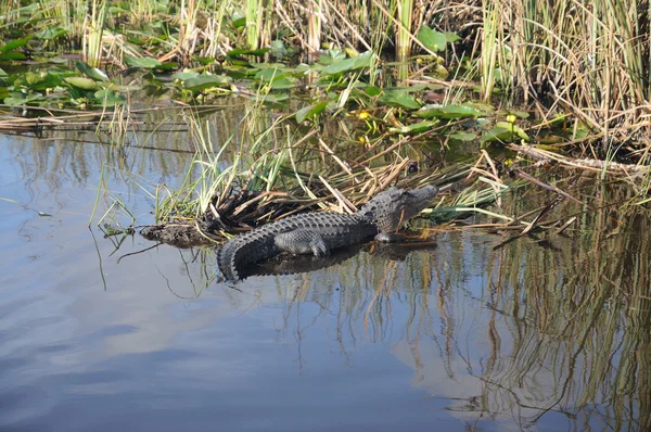 大沼泽地里的鳄鱼 — 图库照片