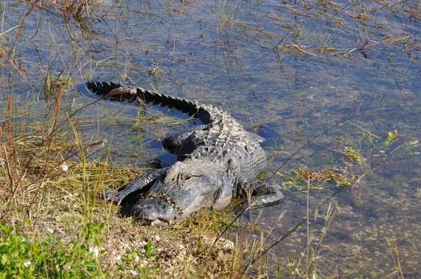 Aligator amerykański — Zdjęcie stockowe