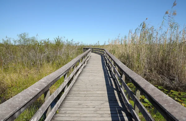 Sentier d'observation dans les Everglades — Photo