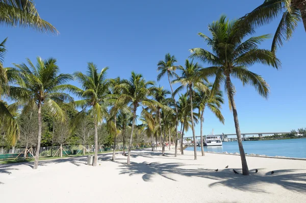 Palmbomen in het centrum van miami, florida usa — Stockfoto