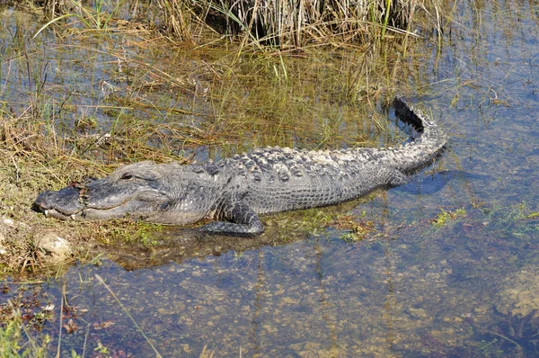 Americký aligátor v everlades, florida — Stock fotografie