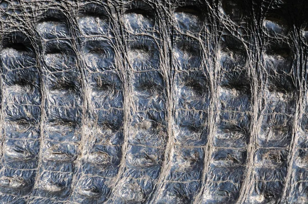 Αλιγάτορα φυσικό δέρμα closeup — Φωτογραφία Αρχείου
