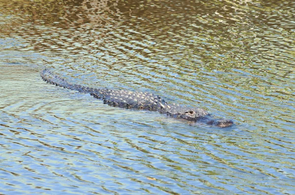 短吻鳄在大沼泽地国家公园 — 图库照片