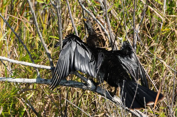Anhinga pták sušení křídla — Stock fotografie