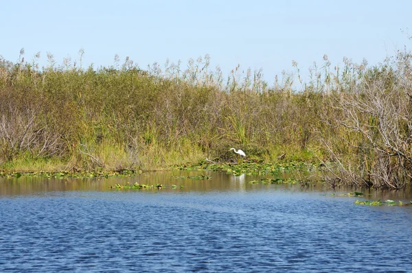 Amerikai kígyónyakúmadár madár szárnyát szárítás — 스톡 사진