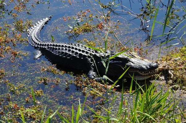 在 everlades，佛罗里达州的美洲鳄 — 图库照片