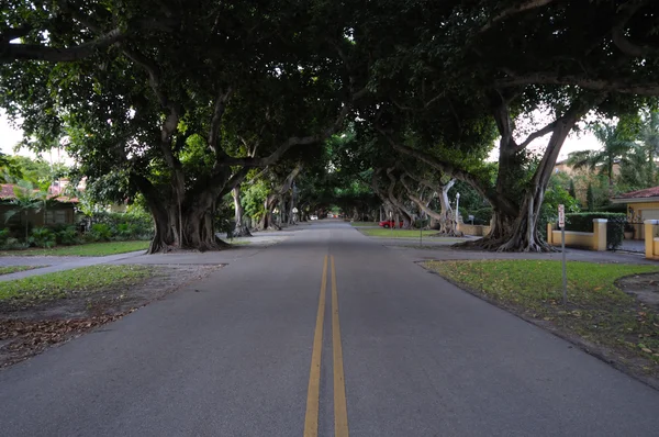 Strada alberata a Coconut Grove, Florida — Foto Stock