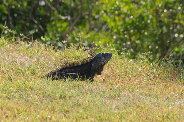 关于美国佛罗里达基韦斯特野生鬣鳞蜥 — 图库照片