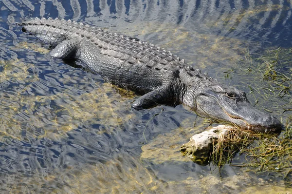 Aligator amerykański w everglades national park, Floryda — Zdjęcie stockowe