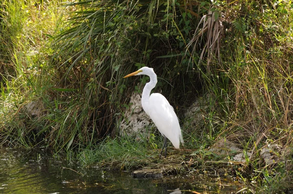 Grande branco Egret no Parque Nacional Everglades, Flórida — Fotografia de Stock