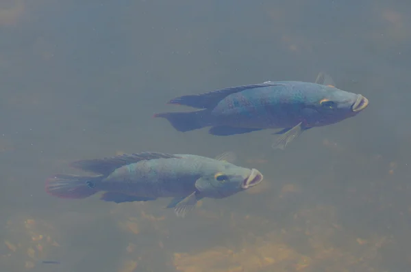 두 물고기 수 중, 해안 프로 리 다 — 스톡 사진