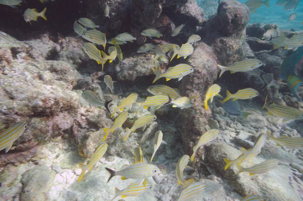 Imagem subaquática de peixes tropicais. Key West, Florida — Fotografia de Stock