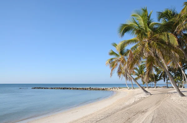 Palm beach på key west, florida — Stockfoto