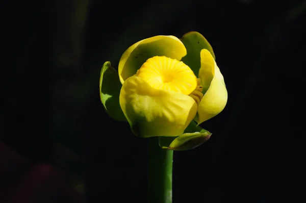 stock image Yellow Flower on black background