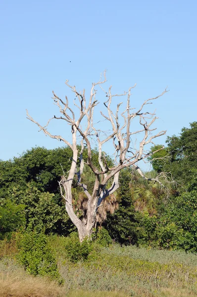 Albero secco nel Parco Nazionale delle Everglades, Florida — Foto Stock