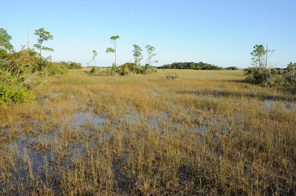 Paesaggio nel Parco Nazionale delle Everglades, Florida USA — Foto Stock