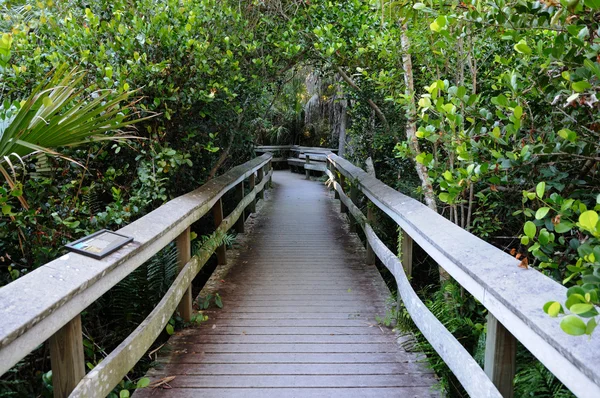 米国フロリダ州エバーグレーズ国立公園の自然観察道 — ストック写真