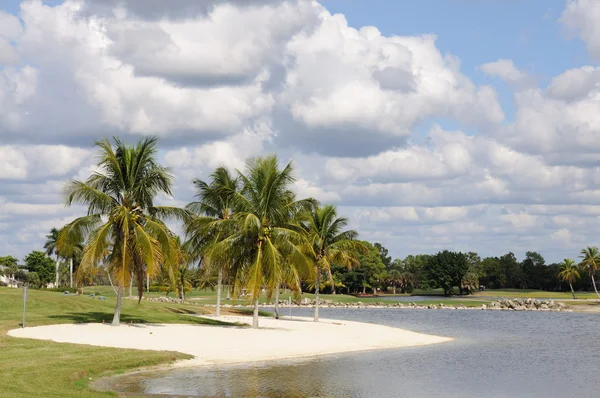 Palmy a jezero v naples, florida, usa — Stock fotografie