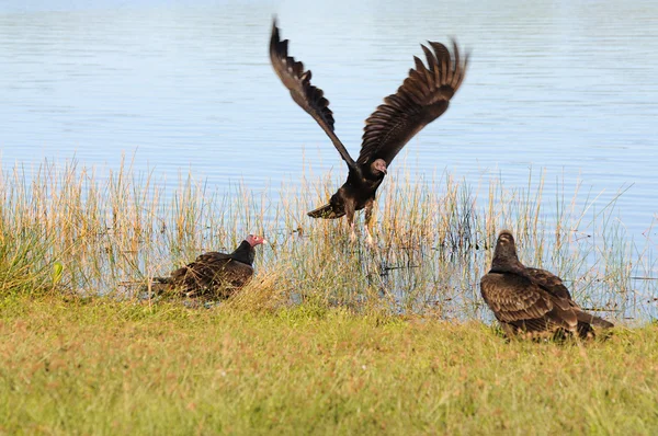 Turkije gieren in het everglades national park, florida usa — Stockfoto