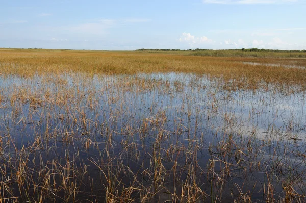Krajobraz w Parku Narodowym Everglades, Floryda USA — Zdjęcie stockowe