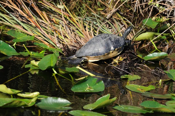 Schildpad nemen een zonnen. het Everglades Nationaalpark, florida — Stockfoto