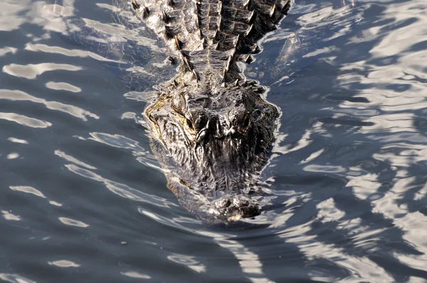 Alligatore nel Parco Nazionale delle Everglades, Florida USA — Foto Stock
