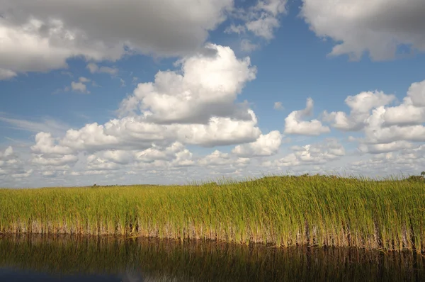 Krajobraz w Parku Narodowym Everglades, Floryda USA — Zdjęcie stockowe